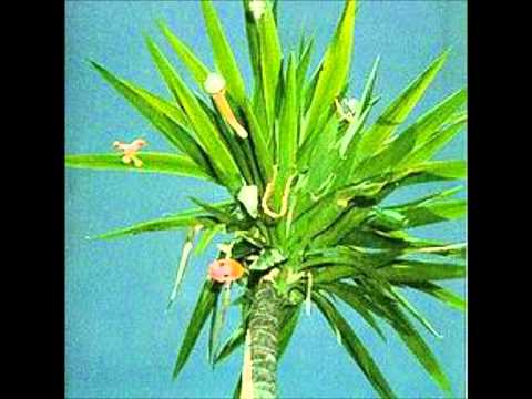 Standard Bitter Love Song #7