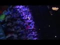 SUMMER FESTIVAL 2014 [VÍDEO-RESUMEN] 