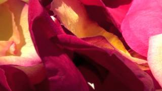 Jerry Fish & The Mudbug Club - Back To Before