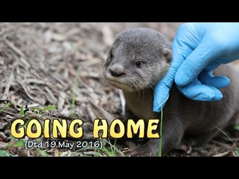 A Lost Otter Pup Is Reunited With Its Family