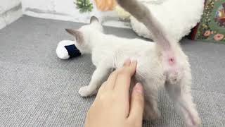 トンキニーズの動画02