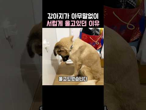 강아지가 아무말없이 서럽게 울고있던 이유