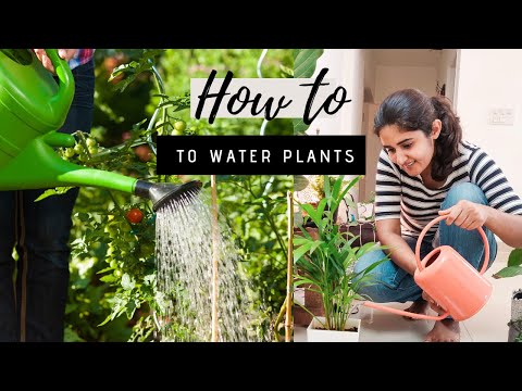 , title : 'Correct Way of Watering Plants| Gardening Basics Part 3