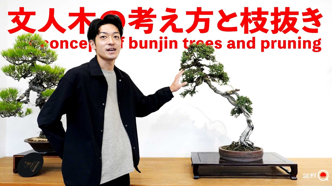文人木の考え方と枝の抜き方【盆栽Q】