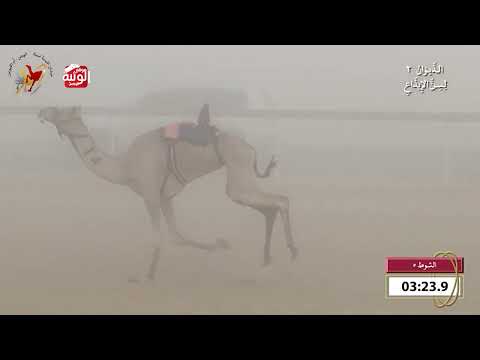  ش 5 (ترف) لـ مصبح سالم راشد الكتبي 8:3 , شارة الديوان 2 2026/09/27 ايذاع اللبسه 