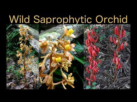 In Search of a Saprophyte Orchid in Fukuoka, Japan - Wild Orchid Hunt