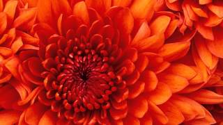 I Promise - Cece Winas (Minus one)