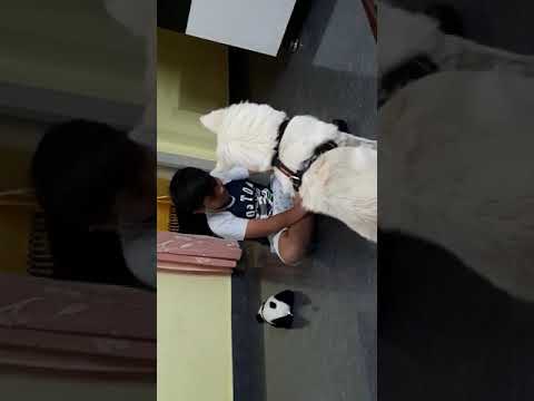 My dog is singing I guess? #dogs