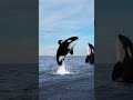 Cat turns into an Orca