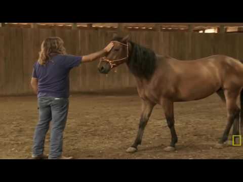 O domador de Cavalos com Martin Otocheco; Animais com Trauma