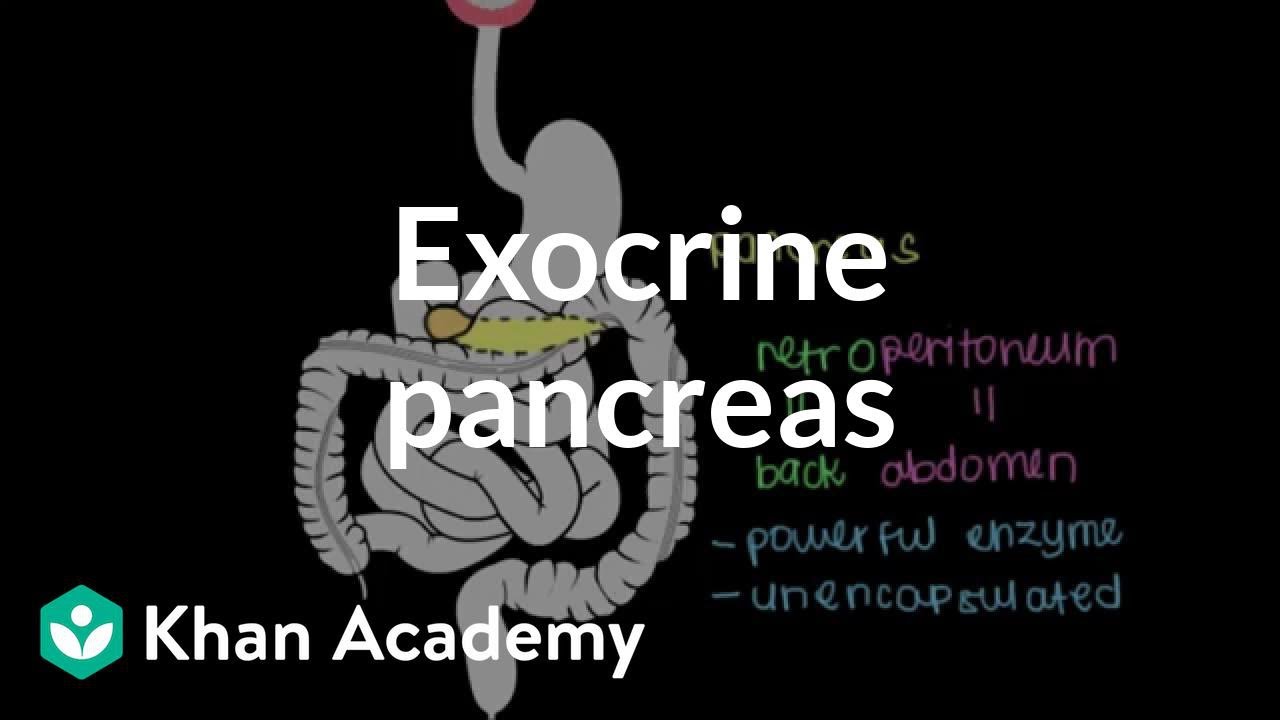 Exocrine pancreas | Gastrointestinal system physiology | NCLEX-RN | Khan Academy