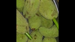 Download lagu Spicy Hattol o Muji Horbo(baby Jackfruit Chutney ) || ChakmaTribalChutneyFoodRecipe #ytshorts #sidol mp3