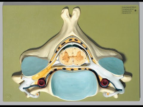 Lab 7.2 - Spinal Cord, Spinal Nerves, and Meninges