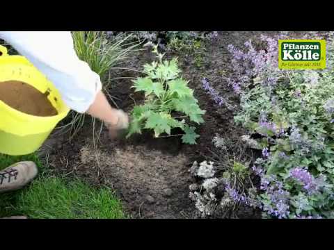 Rittersporn einpflanzen im Garten I Pflanzen-Kölle