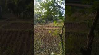 Download lagu story wa pemandangan sawah yang kering habis di panen di pinggir jalan sore hari mp3