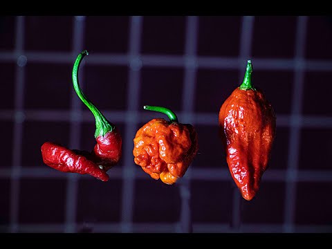 Hot Pepper time lapse (Dragons Breathe) (Ghost Pepper)