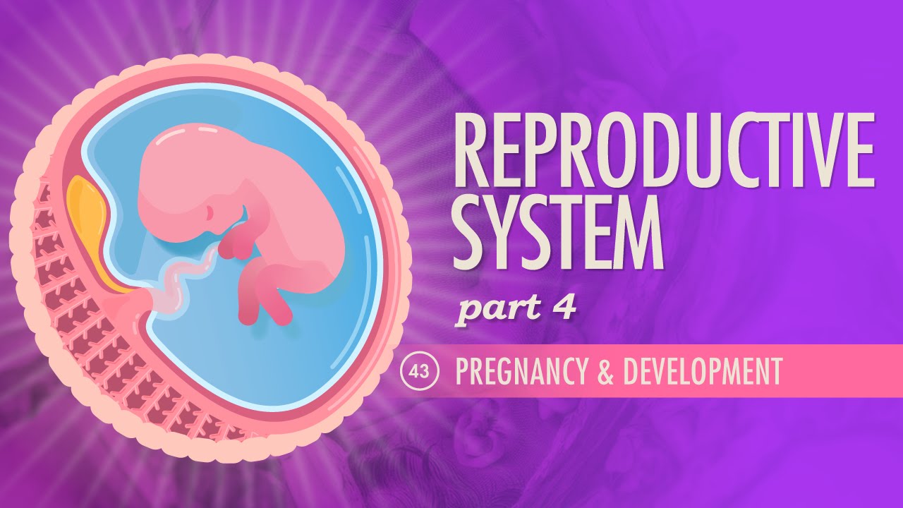 Reproductive System, Part 4 - Pregnancy &amp; Development: Crash Course Anatomy &amp; Physiology #43