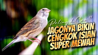Download lagu JAGONYA BIKIN CENGKOK MEWAH PALING DICARI - MASTERAN KENARI ISIAN BLACKTHROAT GACOR DURASI PANJANG mp3