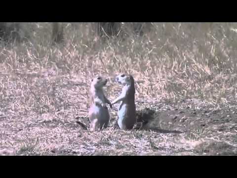 Il bacio rubato dei cani della prateria