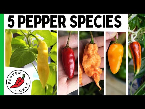 , title : 'The 5 Major Pepper Species - Grow Interesting Pepper Varieties - Pepper Geek'