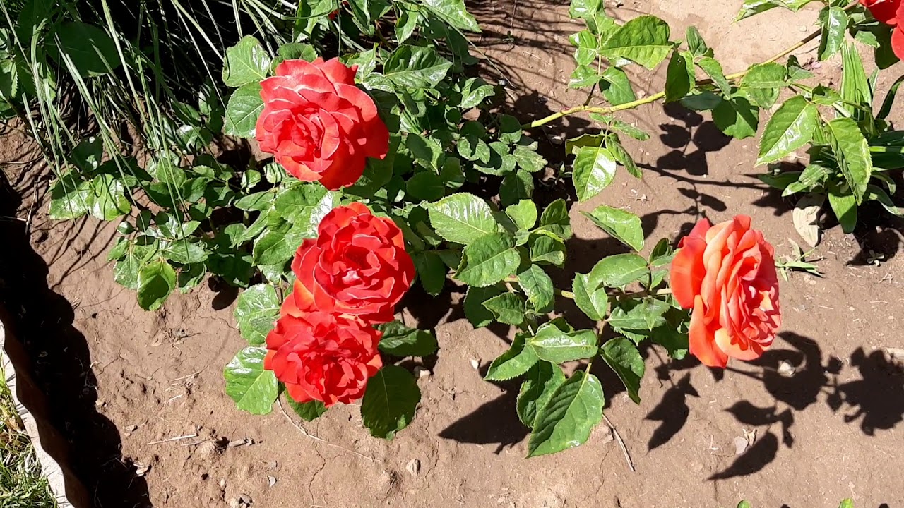 Роза Терракотта, срезочная, Мейян (Франция 1994г)