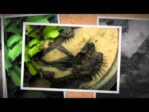 The-'Pellet'-of-POISON's IN-The-Vessel With The-PESTLE!!!  (*U^)