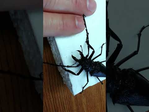 Huge longhorn beetle (Psalidognathus modestus) 🇨🇷 Costa Rica