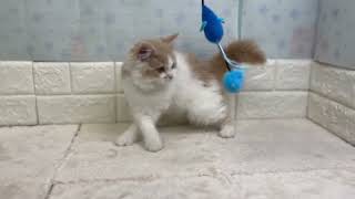 スコティッシュフォールドの動画01