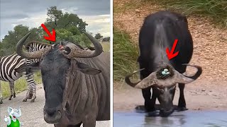 1 in a Million Animal Accidents Caught on Camera