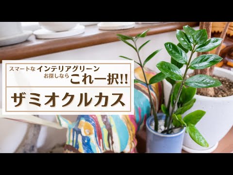 ザミオクルカス、幸運の羽根 植物