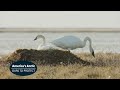 America S Arctic Tundra Swan