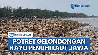 Mirip Bencana Sumatera, Penampakan Ratusan Kayu Gelondongan Penuhi Laut Jawa Imbas Banjir di Guci