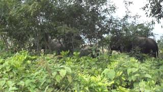 preview picture of video 'Elephant sighting in Jim Corbett National Park'