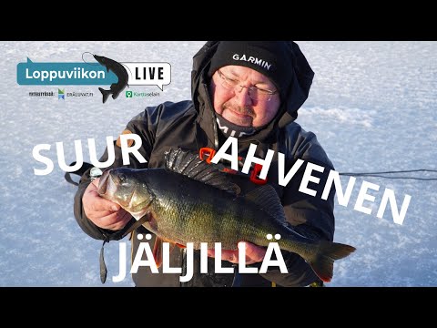 Suurahvenen jäljillä