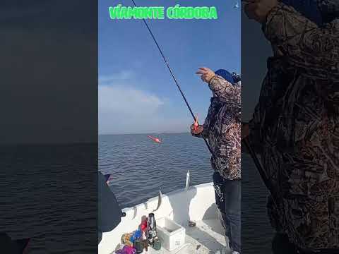 Pescon en Viamonte LOS AMIGOS PESCA GUIADAS La Gringa Reservas: Rodrigo 3537603333 @los.amigospesca