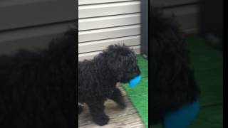 Video preview image #4 Bouvier Des Flandres Puppy For Sale in PITTSBURGH, PA, USA