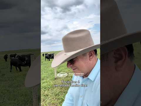 Criação de búfalo em Novo Acordo do Tocantins. Você já tinha visto?