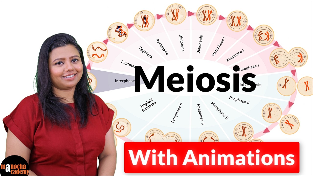 Meiosis Cell Division