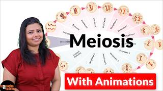 Meiosis Cell Division