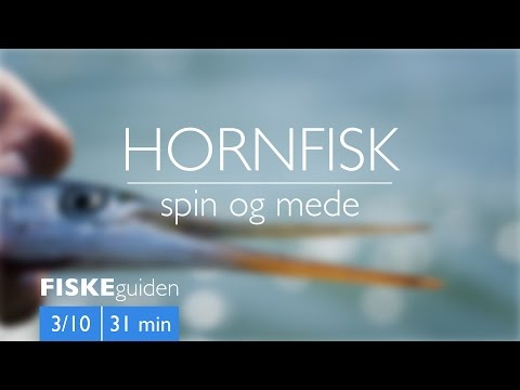 Hornfisk med Gordon P. Henriksen