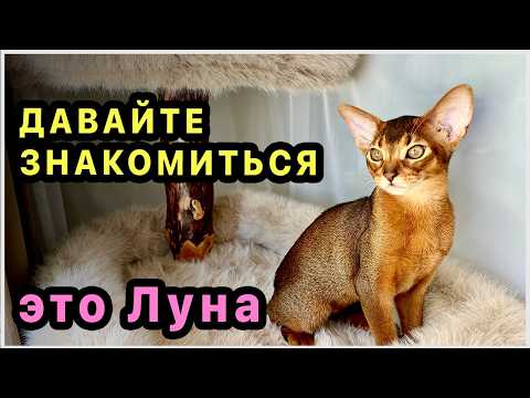 Абиссинская кошка Луна- наш новый член семьи. Знакомство с домом. Такая кошка у нас впервые