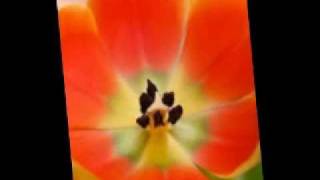 "NGITI" ronnie liang