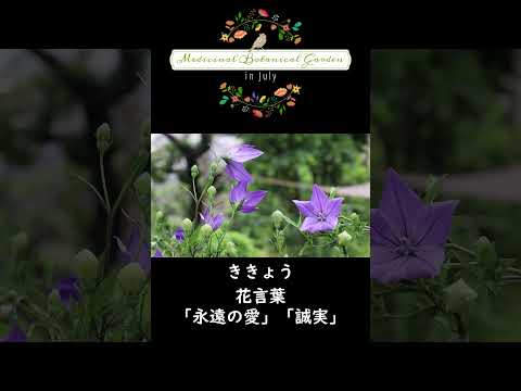 薬用植物園にて。（2024年7月）