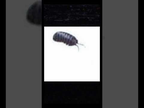 Cute lil fella #shorts #meme #rupert #voiceover #voiceactor #memes #mood #vo #va #bug #potato #cute