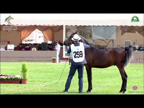 N 259 LUCCIANO   KAAHC 2019   Yearling Colts Class 7C