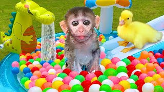 Baby Monkey Chu Chu Plays Water Park With Puppies 