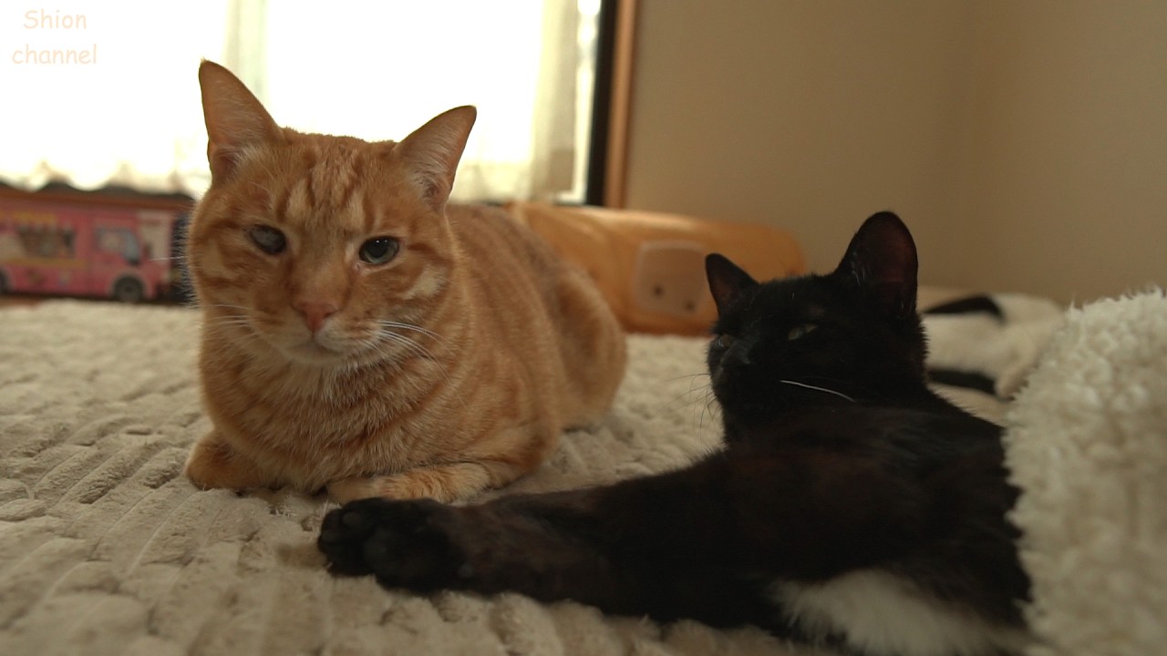 初めてみんなでお昼寝をした記念の日🌸