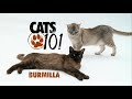 Burmilla - Cats 101 Animal Planet - Burmilla - High Quality 