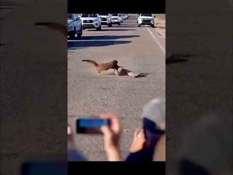 Snake vs. Wild Animal: Desert Road Showdown! #shorts