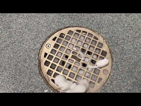 Neutralizing the Drain Flies in...